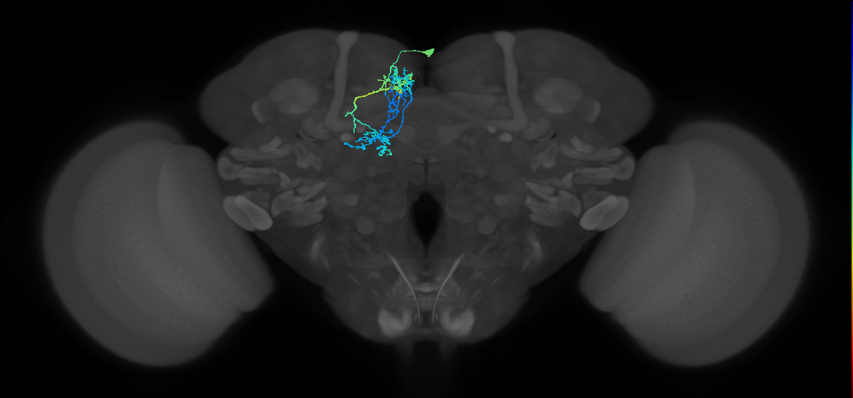 CRE028_R (FlyEM-HB:826957102)