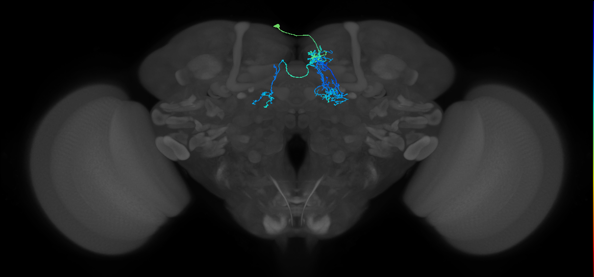 CRE028_L (FlyEM-HB:612742229)
