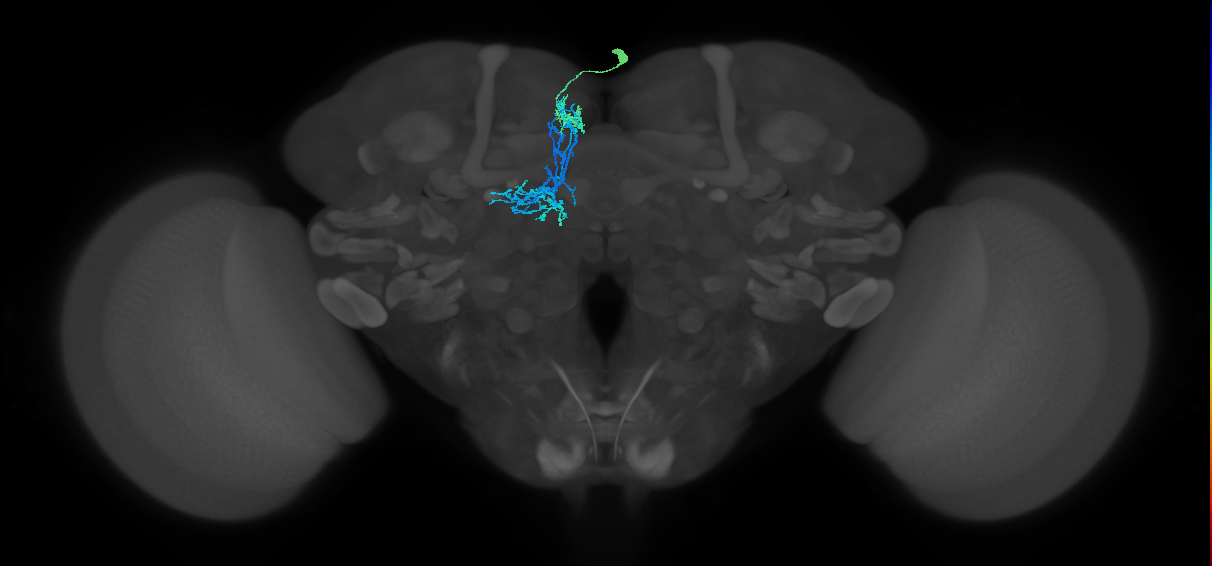 CRE028_R (FlyEM-HB:550681259)