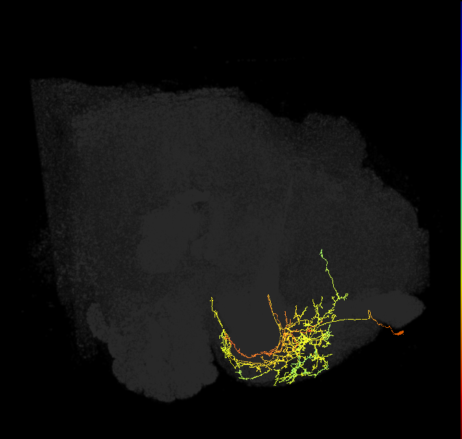 CRE029_a_L (FlyEM-HB:612414168)