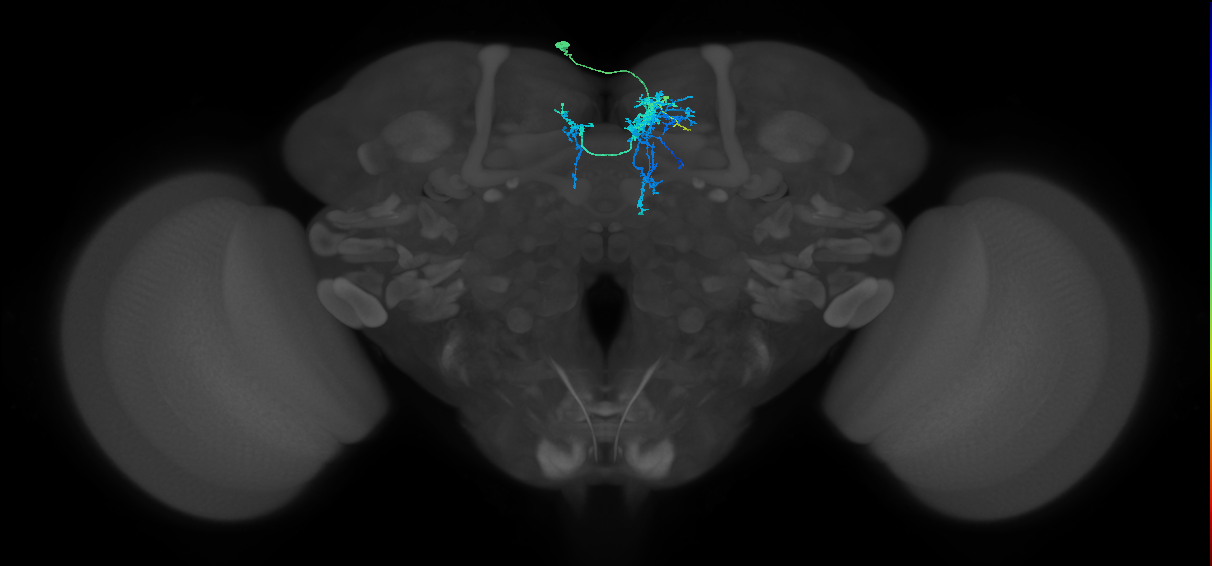 CRE029_a_L (FlyEM-HB:612414168)
