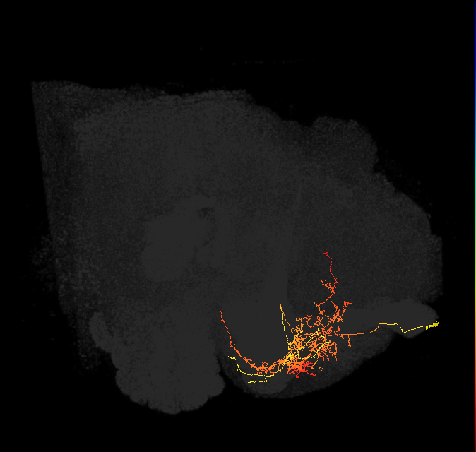 CRE029_a_R (FlyEM-HB:5813022199)