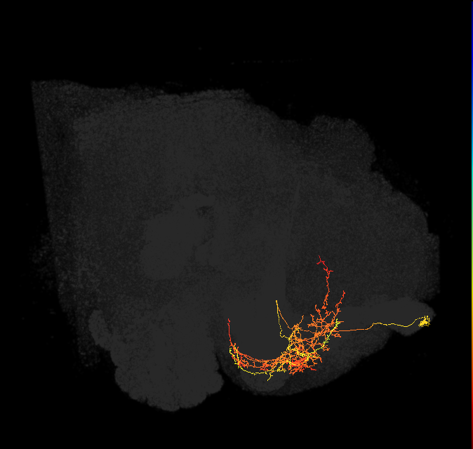 CRE029_a_R (FlyEM-HB:643794320)