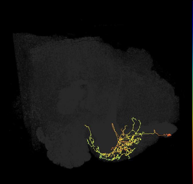 CRE029_b_L (FlyEM-HB:612742165)