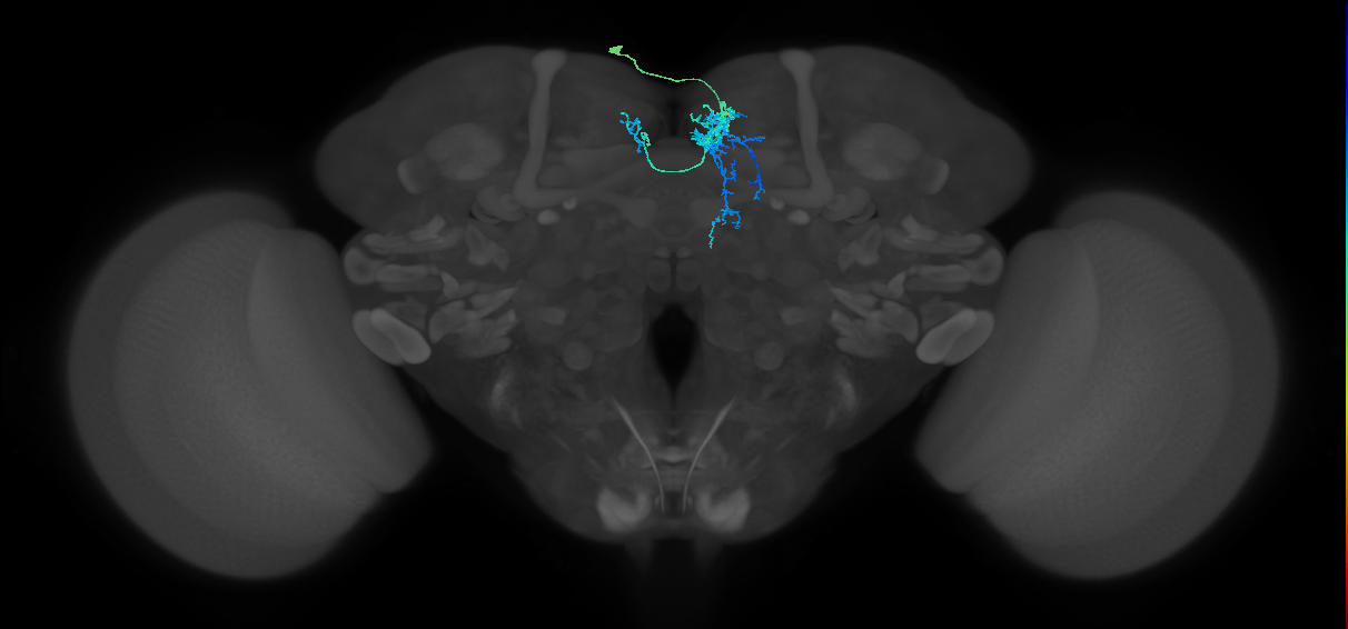 CRE029_b_L (FlyEM-HB:612742165)