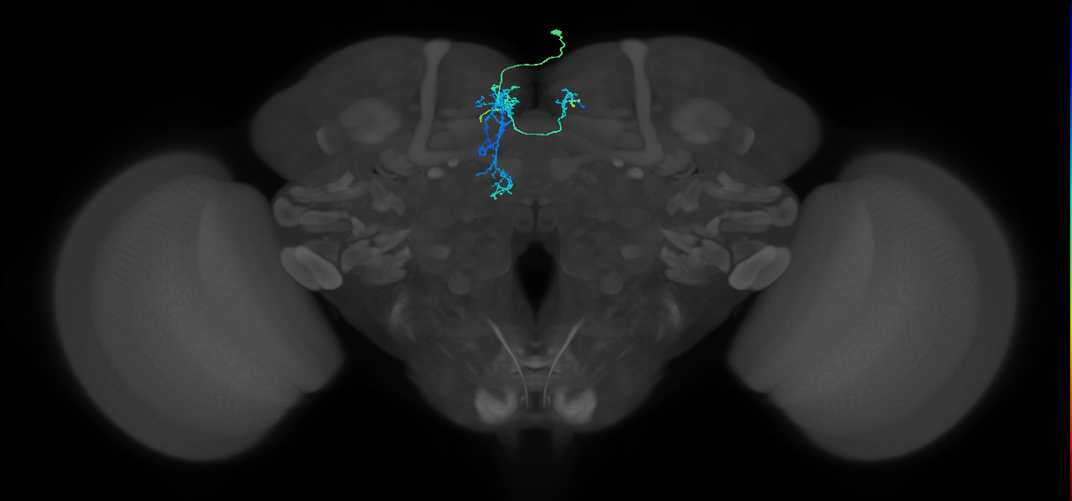 CRE029_b_R (FlyEM-HB:675187558)