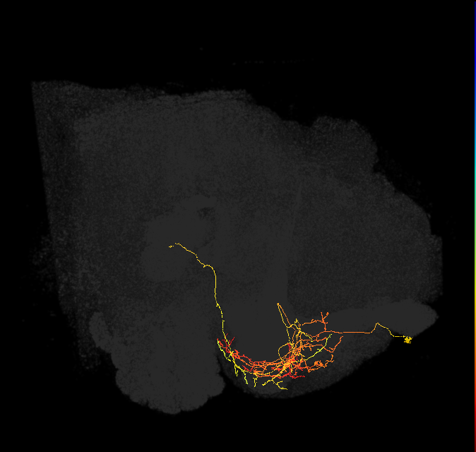 CRE030_a_R (FlyEM-HB:675187572)