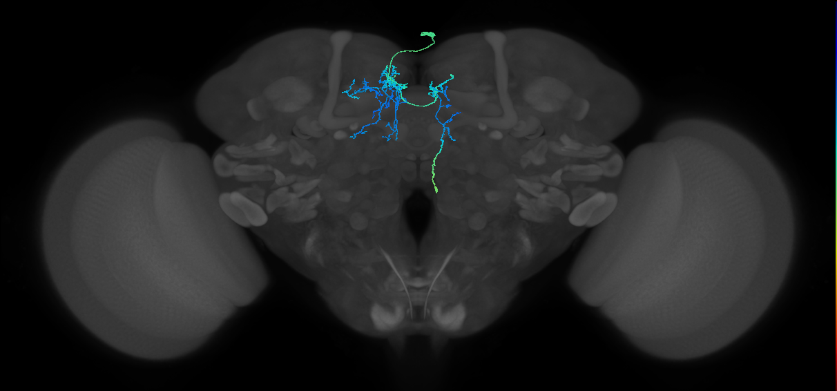 CRE030_a_R (FlyEM-HB:675187572)