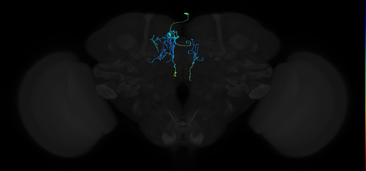 adult crepine neuron 030