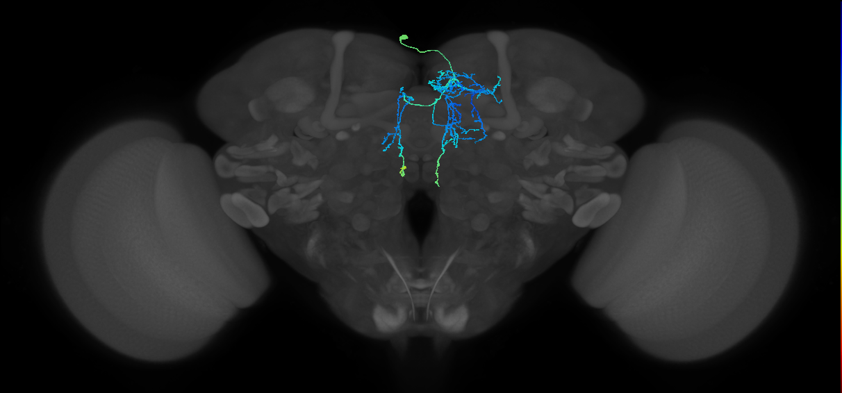 CRE030_b_L (FlyEM-HB:644118254)