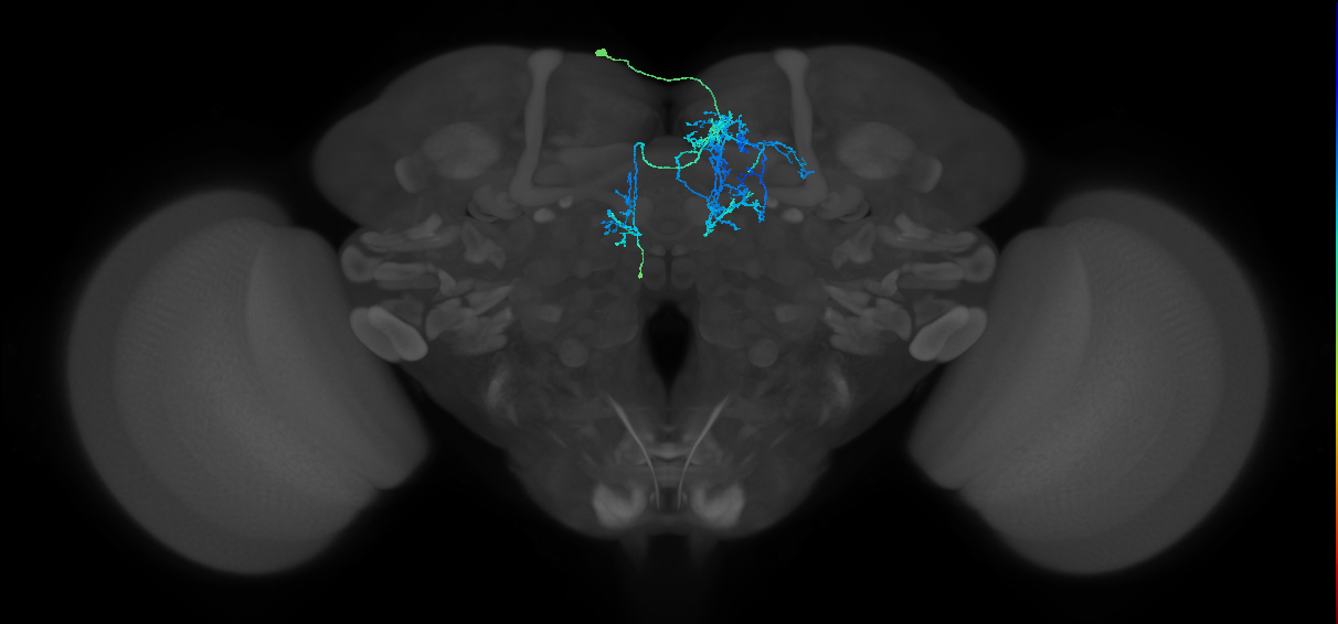 CRE031_L (FlyEM-HB:5813033033)