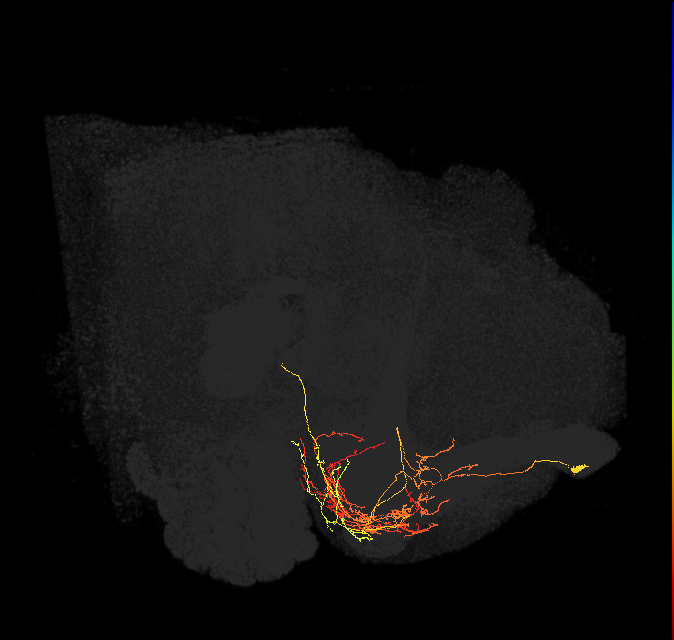 CRE031_R (FlyEM-HB:5813080769)