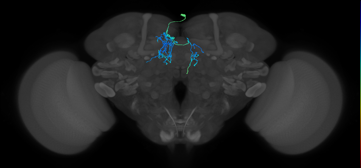 CRE031_R (FlyEM-HB:5813080769)
