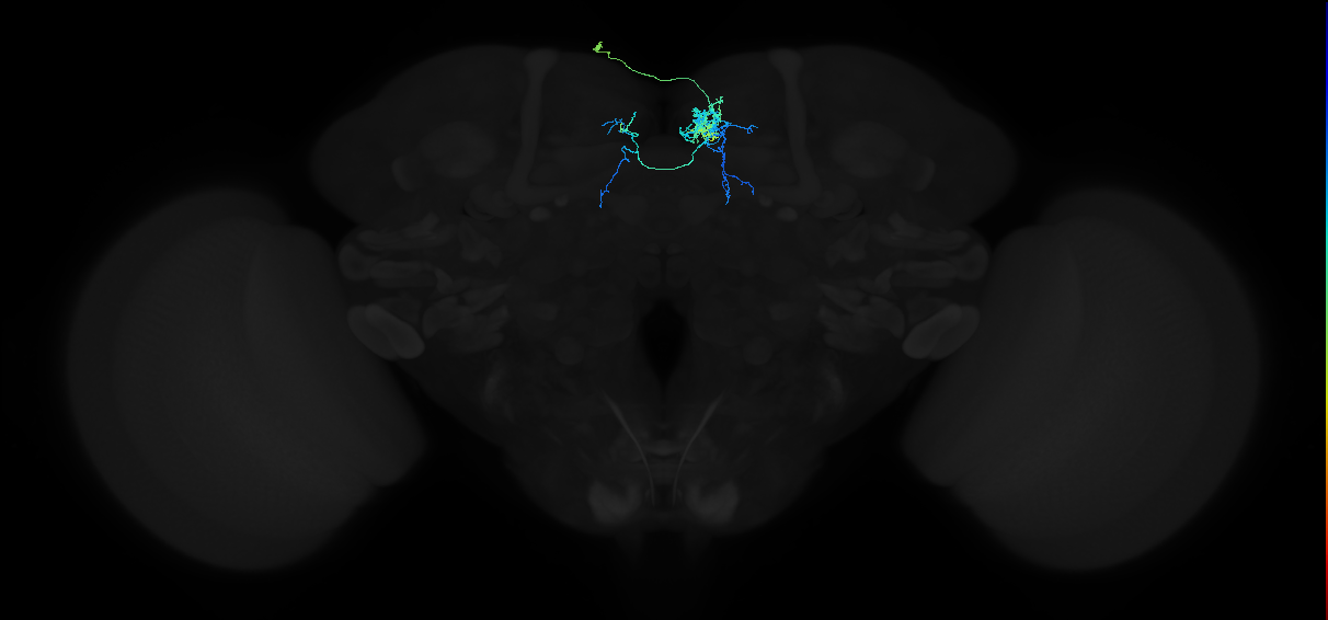 adult crepine neuron 035