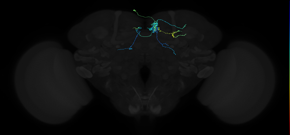 adult crepine neuron 036