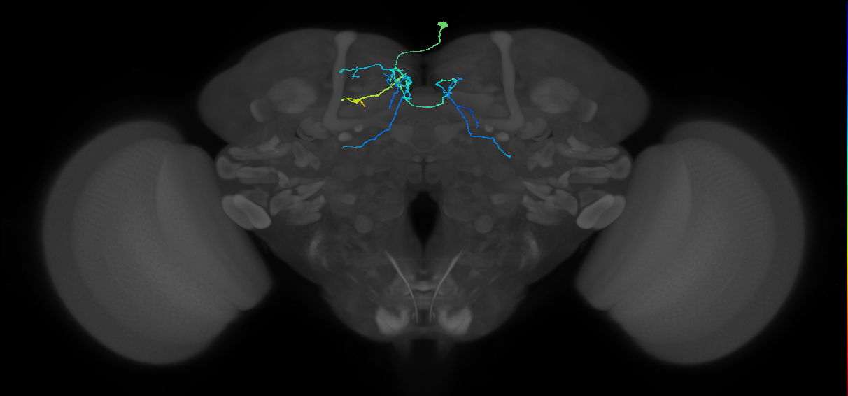 CRE036_R (FlyEM-HB:644148661)