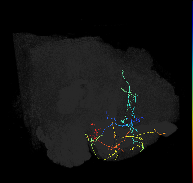 CRE037_L (FlyEM-HB:770257411)