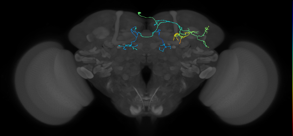 CRE037_L (FlyEM-HB:770257411)