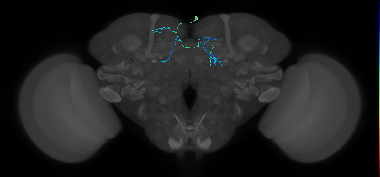 CRE037_R (FlyEM-HB:1202704262)