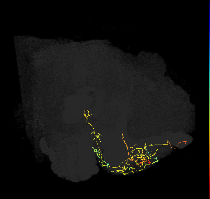 CRE039_L (FlyEM-HB:739572008)