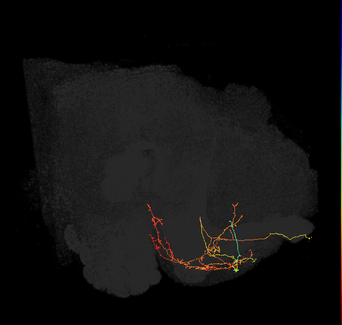 CRE039_R (FlyEM-HB:5813054659)
