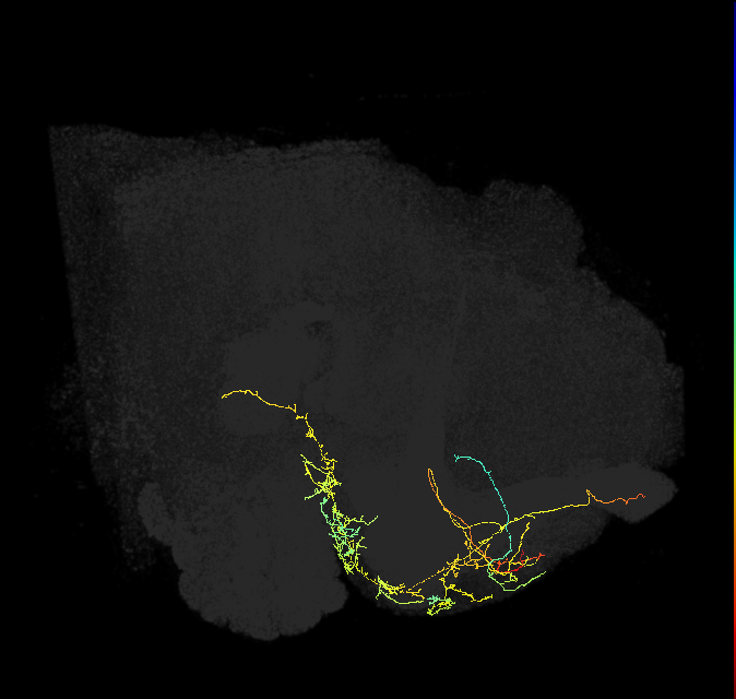 CRE039_L (FlyEM-HB:5813054079)