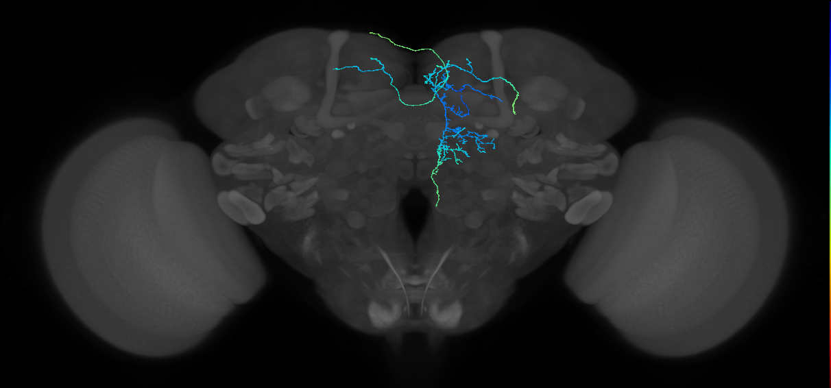 CRE039_L (FlyEM-HB:5813054079)