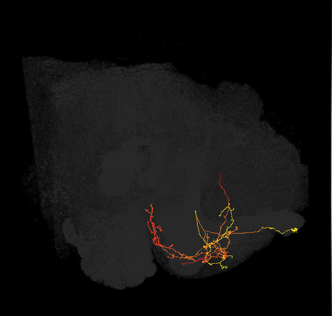 CRE039_R (FlyEM-HB:5813123042)