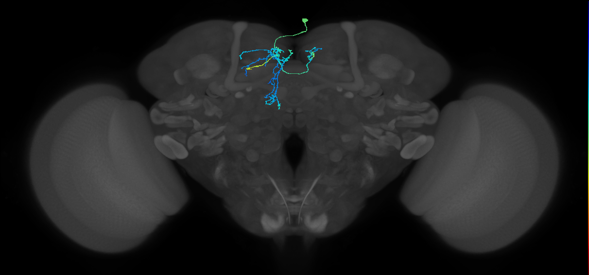 CRE039_R (FlyEM-HB:5813123042)