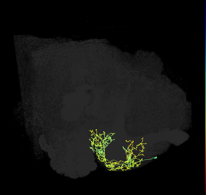 CRE043_a_R (FlyEM-HB:892385258)