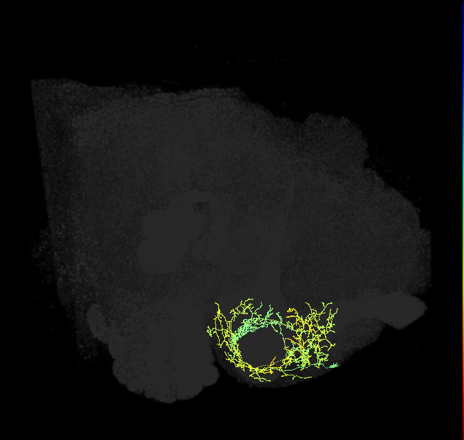 CRE043_b_R (FlyEM-HB:859960201)