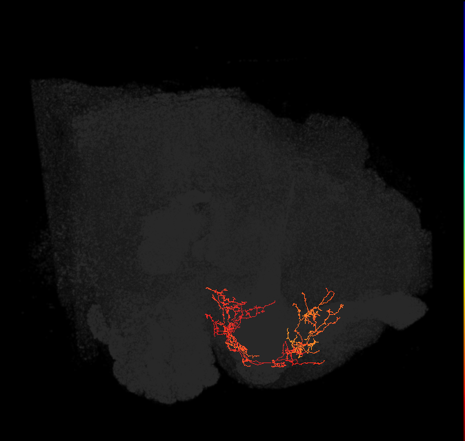 CRE043_c(ADM10)_L (FlyEM-HB:797981213)