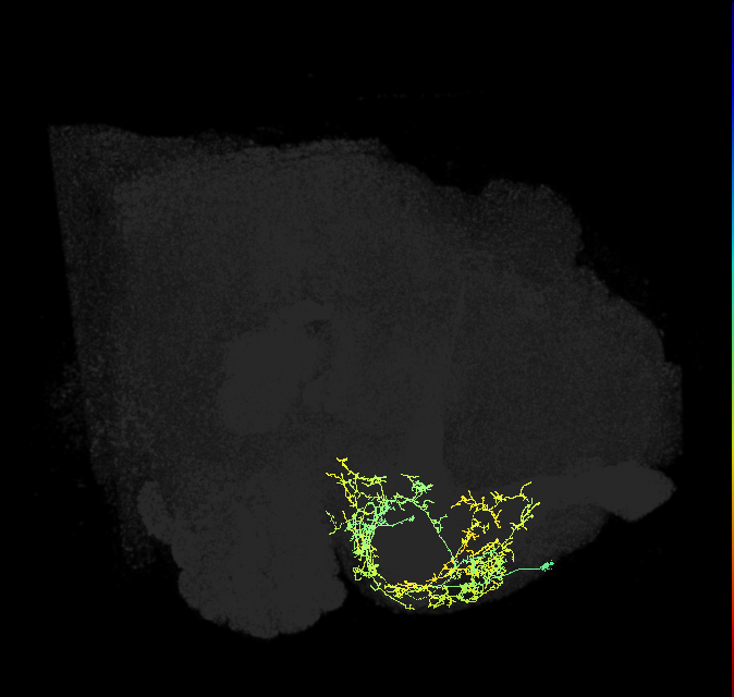 CRE043_c_R (FlyEM-HB:5813133463)