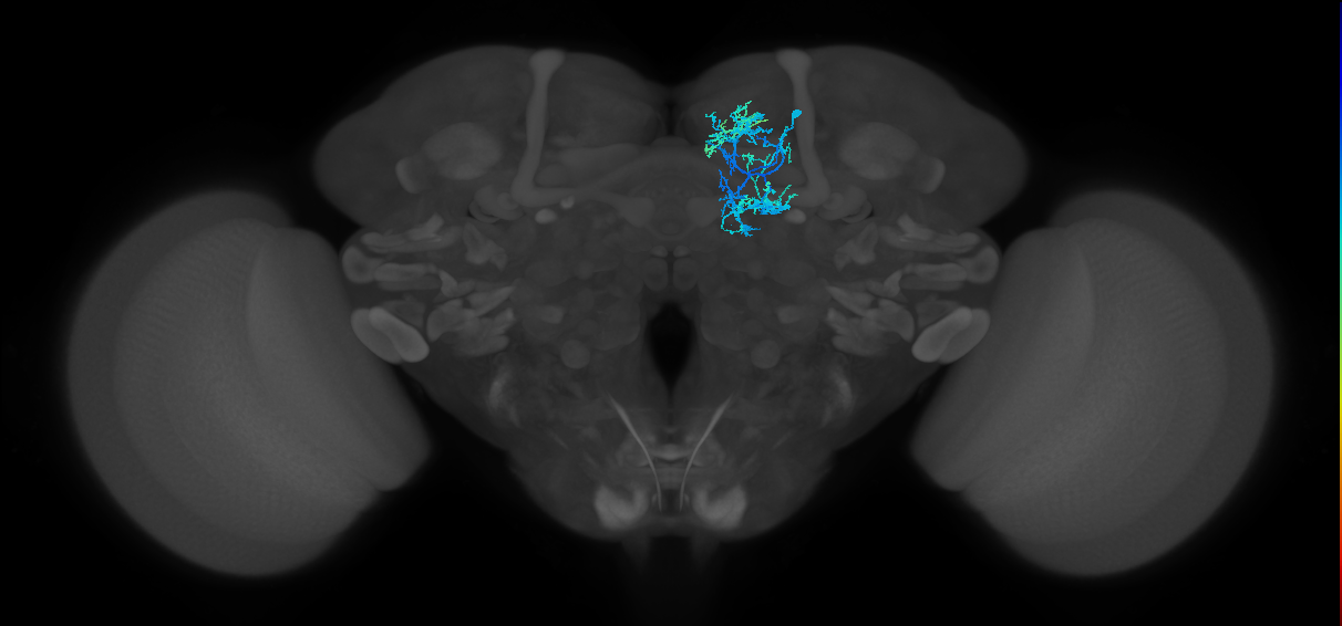 CRE043_d_R (FlyEM-HB:799263200)