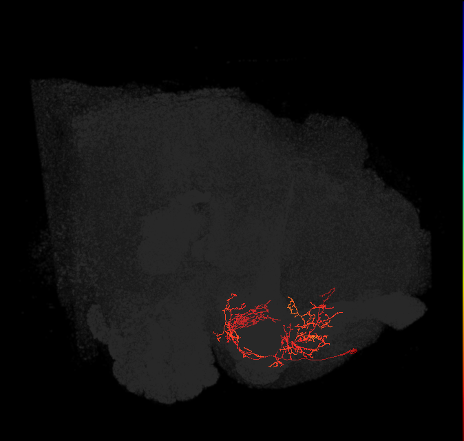 CRE043_d(ADM10)_L (FlyEM-HB:798684461)