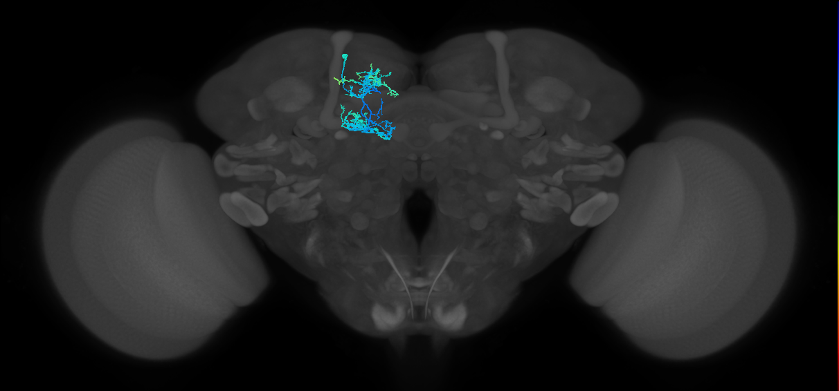 CRE043_d(ADM10)_L (FlyEM-HB:798684461)