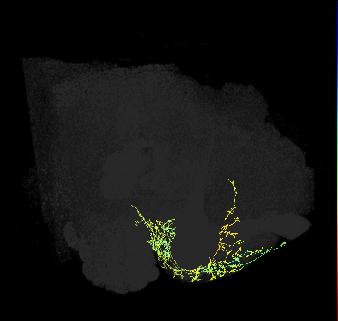 CRE044_R (FlyEM-HB:832357089)