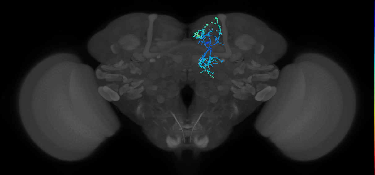 CRE044_R (FlyEM-HB:832357089)