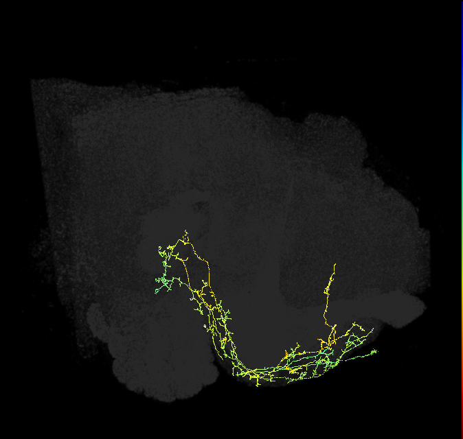 CRE044_R (FlyEM-HB:582709537)