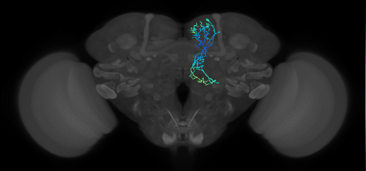CRE044_R (FlyEM-HB:582709537)