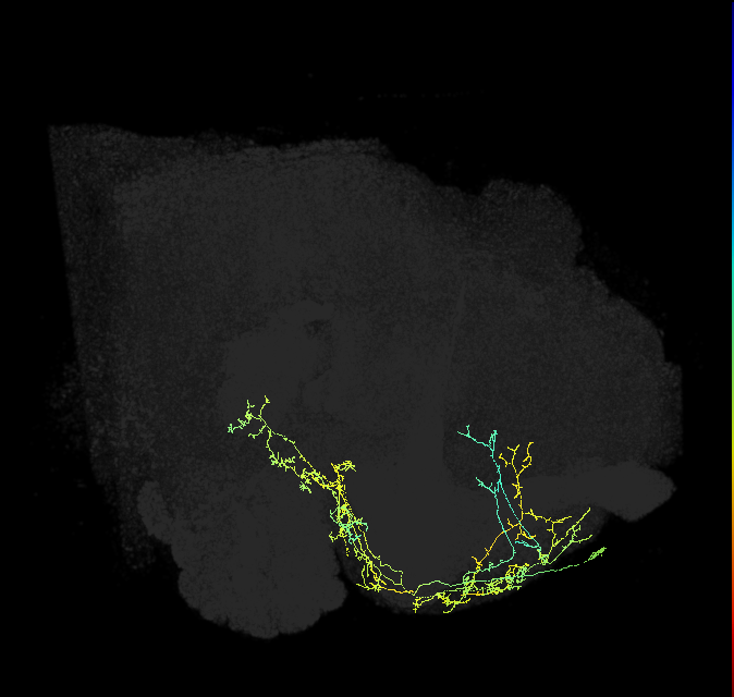 CRE044_R (FlyEM-HB:582027783)
