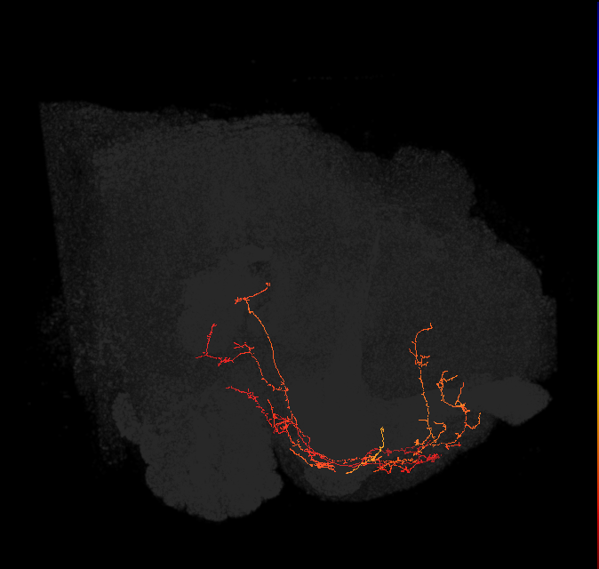 CRE044(ADM10)_L (FlyEM-HB:613126471)