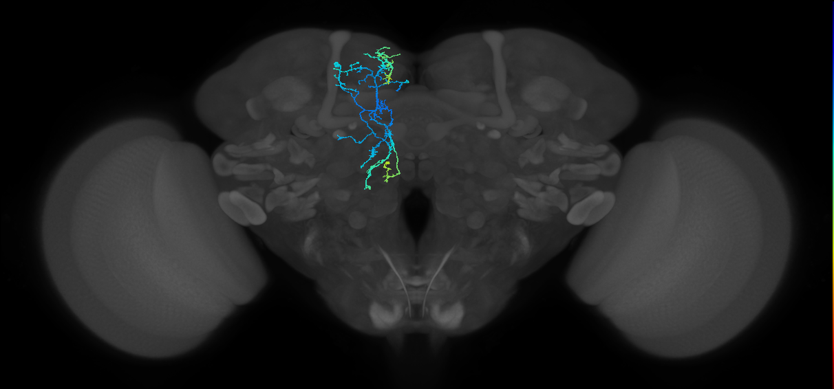 CRE044(ADM10)_L (FlyEM-HB:613126471)