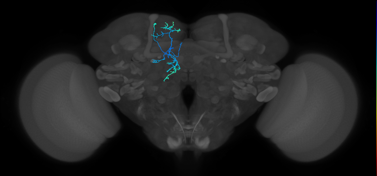 CRE044(ADM10)_L (FlyEM-HB:645897107)