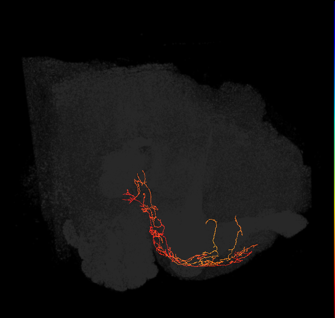 CRE044(ADM10)_L (FlyEM-HB:1544554625)