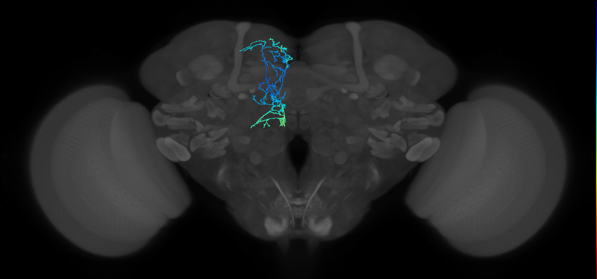 CRE044(ADM10)_L (FlyEM-HB:1544554625)