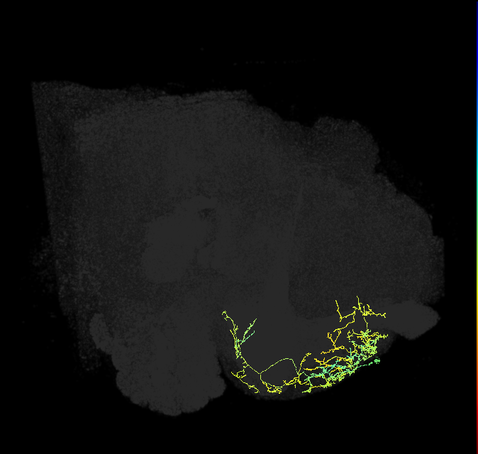 CRE045_R (FlyEM-HB:1050581215)