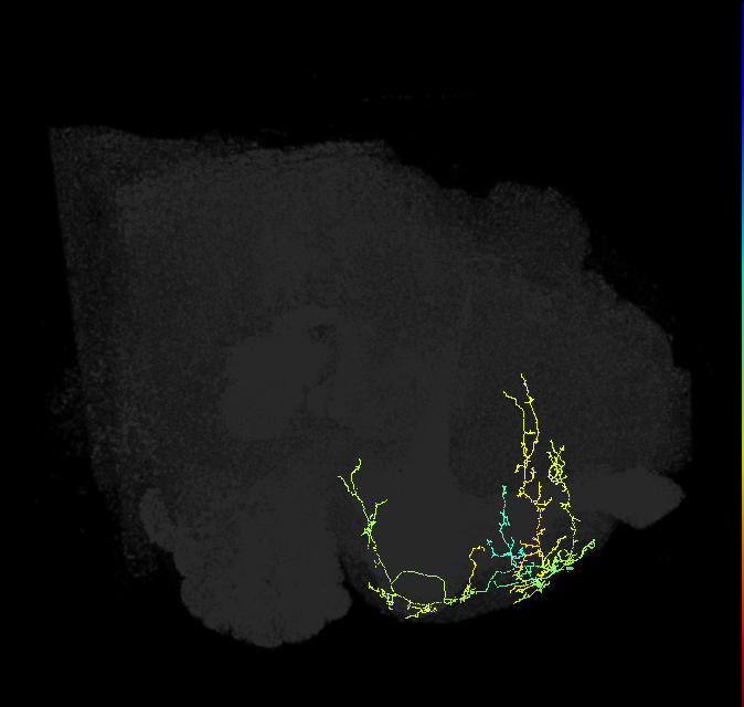 CRE045_R (FlyEM-HB:675127699)