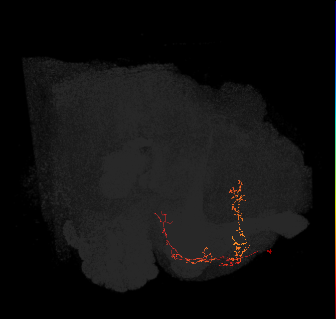 CRE045(ADM10)_L (FlyEM-HB:826969429)
