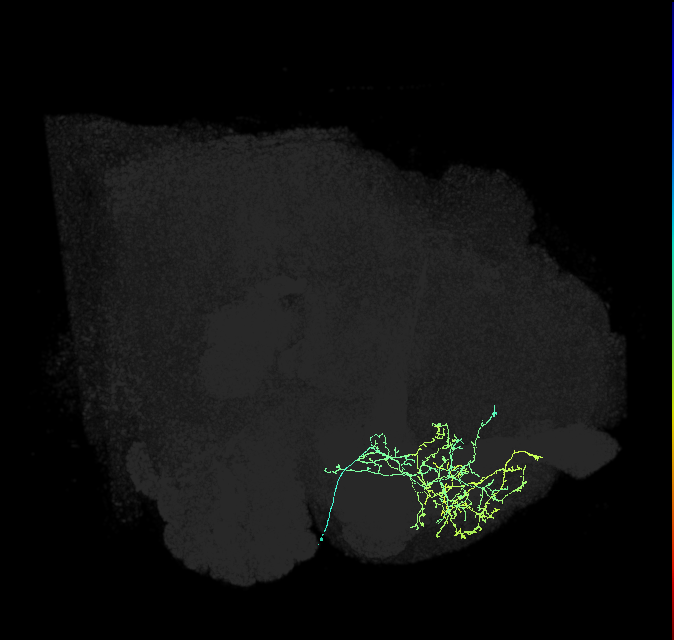 CRE051_R (FlyEM-HB:581678043)